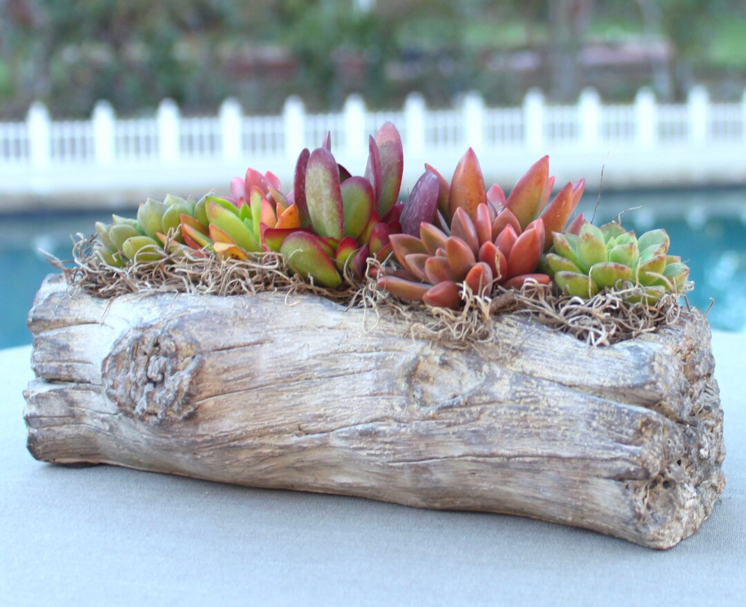 Rustic Live Succulent Arrangement in Cement Log Container, Succulent