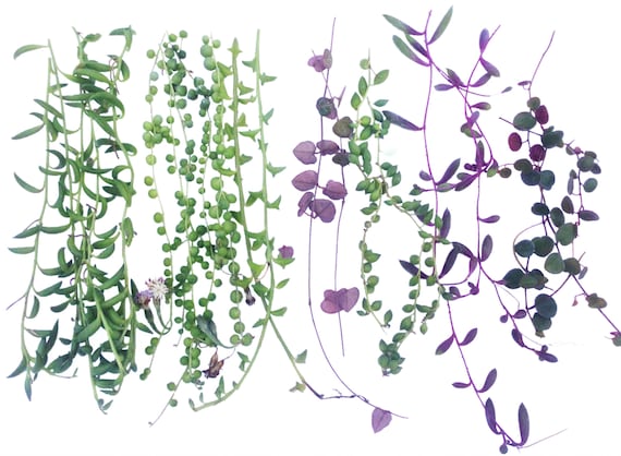 20 Trailing Succulent Strings With 7 Varieties, String of Pearl, String of Banana, String of Dolphin, String of Hearts, String of Tears