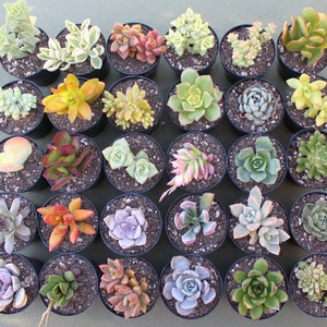 6 Colorful Live Succulent Plants, Succulent, Succulents, Succulent Plants, Succulent Favors, Live Succulents, Hens and Chicks image 2