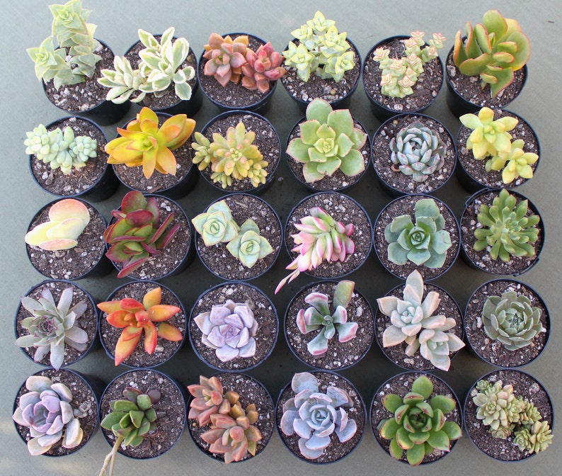 6 Colorful Live Succulent Plants, Succulent, Succulents, Succulent Plants, Succulent Favors, Live Succulents, Hens and Chicks image 2