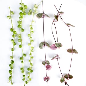 May include: Two strands of variegated string of pearls with round green and white leaves alongside two strands of variegated string of hearts featuring heart-shaped leaves with pink, green, and cream patterns on thin dark purple stems.