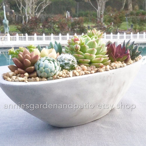 Contemporary Live Succulent Arrangement in Smooth Cement Boat, Succulent Planter, Succulent Centerpiece, Succulent Gift