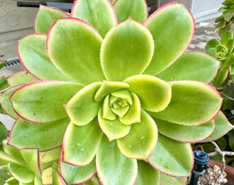 Large 6" Aeonium Kiwi Cutting,Kiwi Aeonium, Live Succulent, Live Succulent Plant, Succulent, Succulents, Aeonium