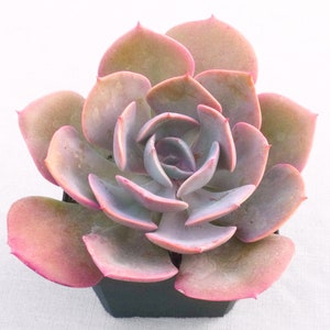 Large 5' Echeveria Dusty Rose, Echeveria, Live Succulent, Live Succulent Plant, Succulent, Succulents, Hen n Chick