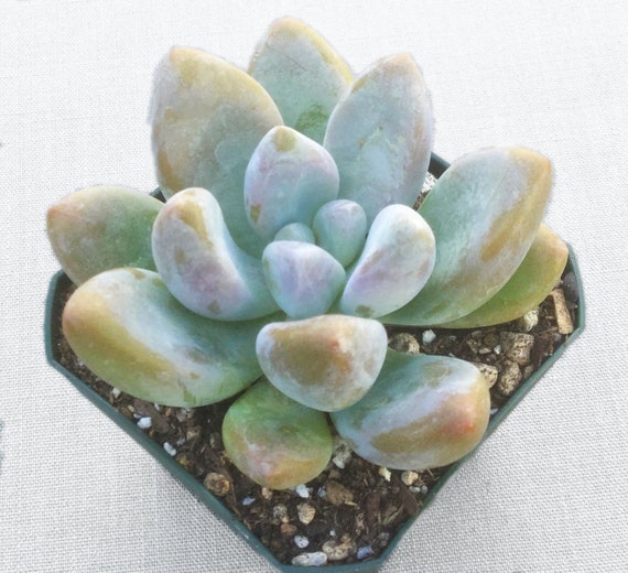 Graptosedum Blue Giant Live Succulent Live Succulent Plant Etsy Graptosedum Blue Giant Live Succulent Live Succulent Plant Etsy