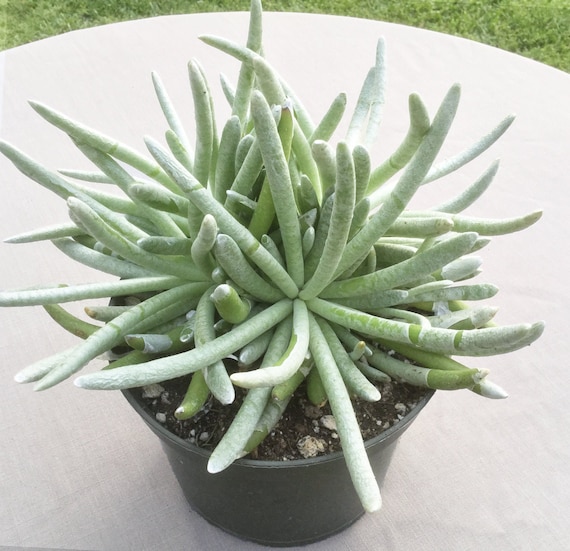 spider plant reverse Spider Plant 'Reverse'  Hey Rooted