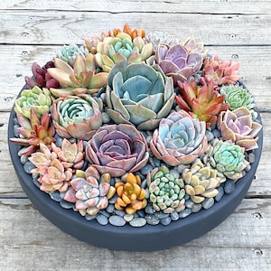 LARGE Colorful Live Succulent Arrangement in Contemporary Charcoal Gray Ceramic Bowl, Succulent Planter, Centerpiece, Succulent Arrangement