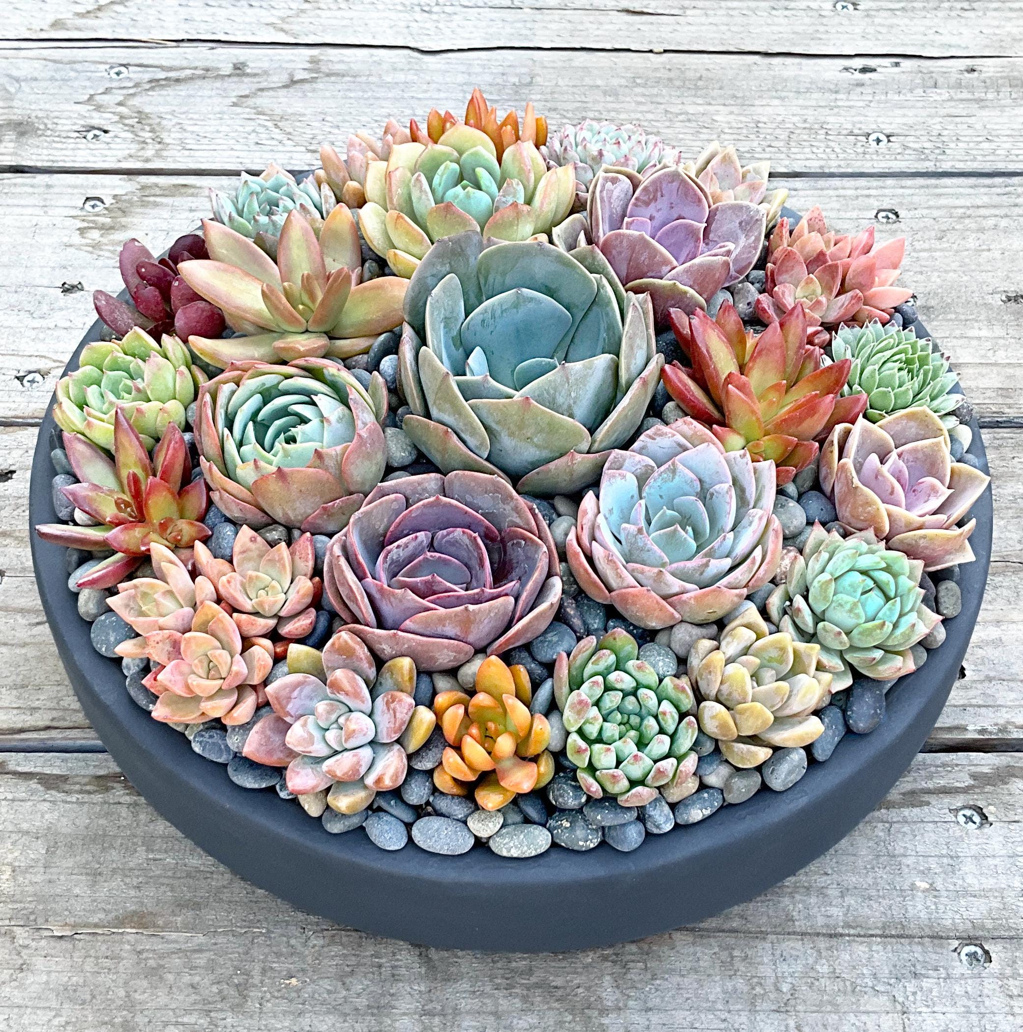 LARGE Colorful Live Succulent Arrangement in Contemporary Charcoal Gray  Ceramic Bowl, Succulent Planter, Centerpiece, Succulent Arrangement - Etsy