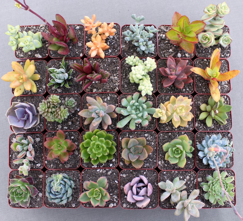 20 Colorful Live Succulent Plants in 21/2 Inch Pots Etsy 20 Colorful Live Succulent Plants in 21/2 Inch Pots Etsy