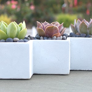 Live Succulent Arrangement in Artsy ZigZag Container, Succulent Planter, Succulent Centerpiece, Succulent Gift