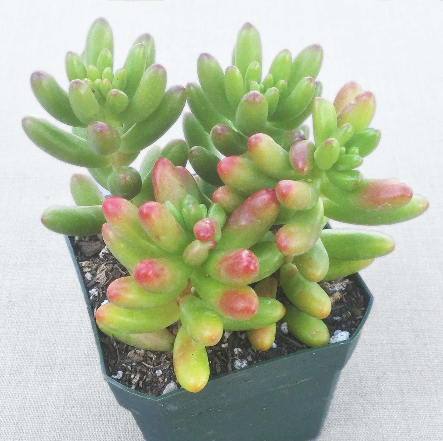 large succulents plants Tangletown Designed Succulent Bowl  Tangletown Gardens
