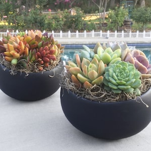 Live Succulent Arrangement in Contemporary Angled White or Black Ceramic Bowl, Live Succulent Planter, Succulent Centerpiece, Succulent Gift