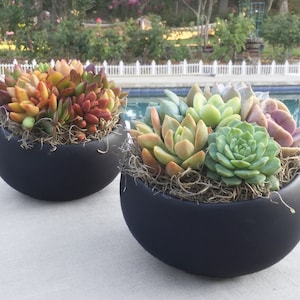 Live Succulent Arrangement in Contemporary Angled Black Ceramic Bowl, Live Succulent Planter, Succulent Centerpiece, Succulent Gift