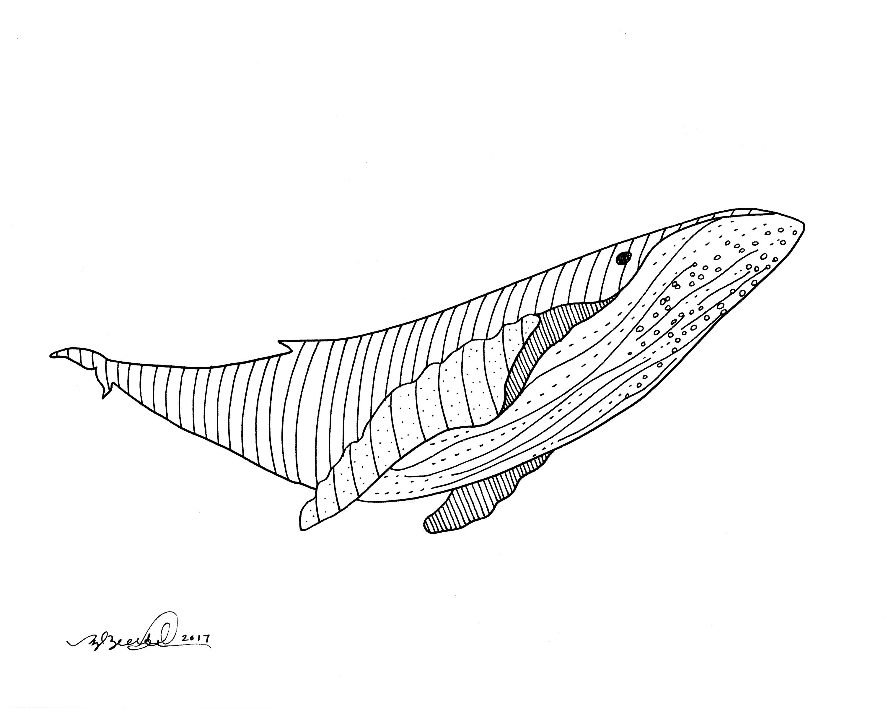 Humpback Whale Animal Art Print 8x10 | Etsy
