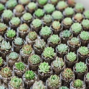 Wedding Succulent Bomboniere bild 3