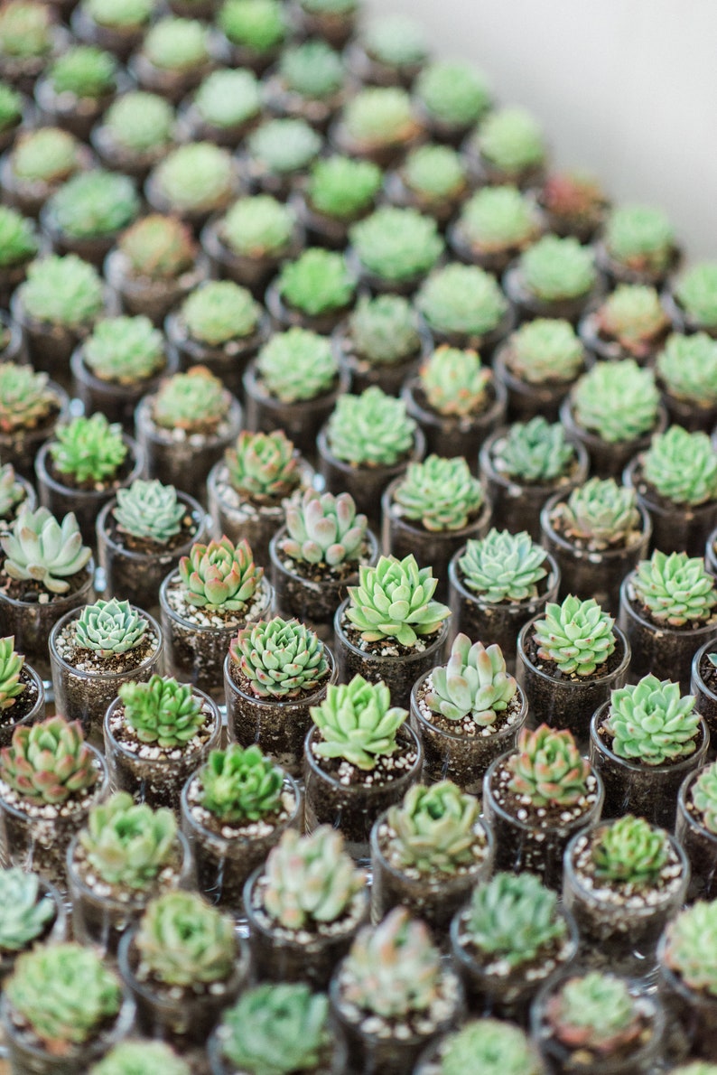 Wedding Succulent Bomboniere bild 3