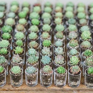 Wedding Succulent Bomboniere bild 1
