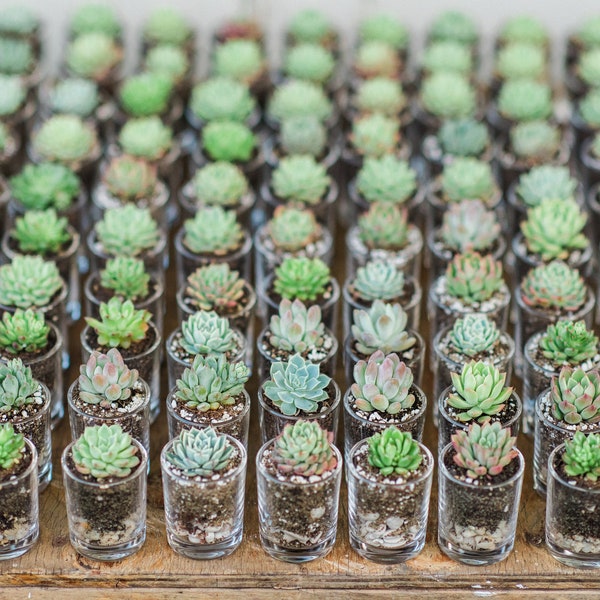 Succulent Bomboniere based in Thirlmere NSW in Clear Glass Votives,  Teachers Gifts, Wedding, Corporate Gifts, Favours, Bonbonniere, Mini,