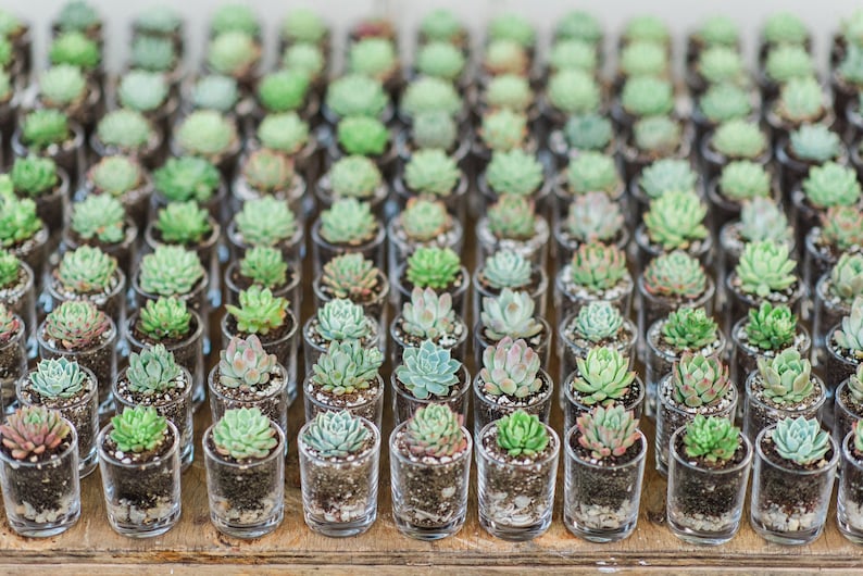 Wedding Succulent Bomboniere bild 1