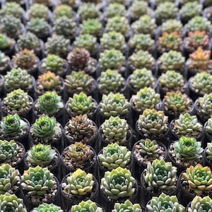Wedding Succulent Bomboniere bild 2