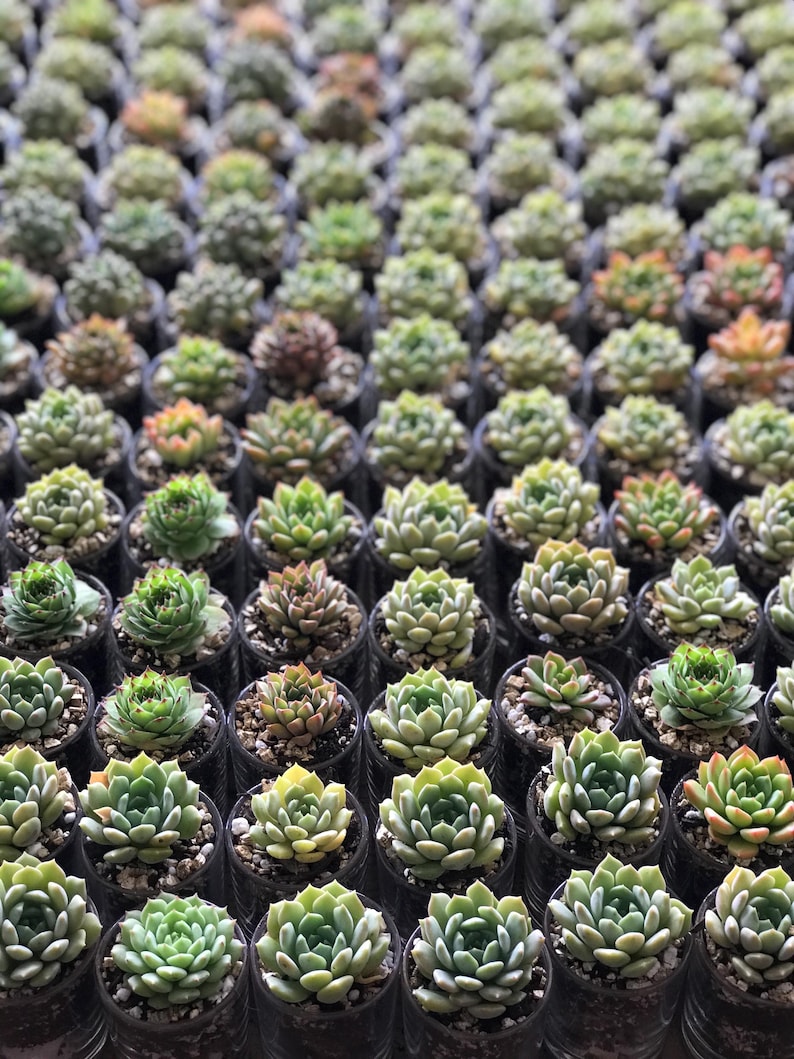 Wedding Succulent Bomboniere bild 2