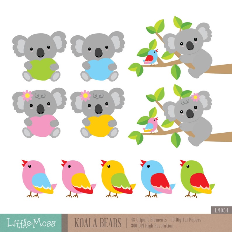 Koala bear essays image