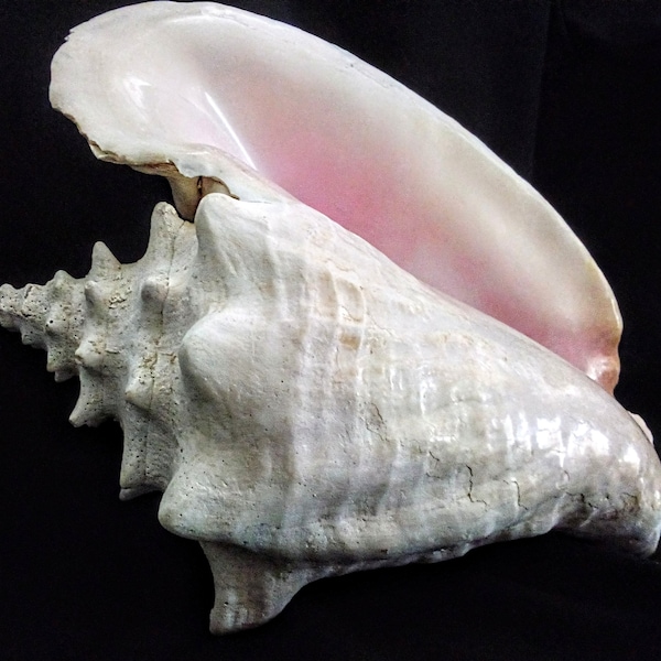 Large 10.5" Queen Conch Shell, Old Estate Shell, Coastal Decor