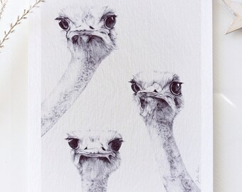 Illustration "The Ostriches" postcard A5 format