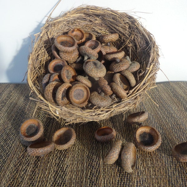 Large Real Acorn Caps, 50