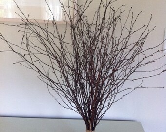Birch Branches 16-24 Inches Tall, Bundle of 25