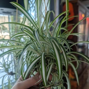 Peut inclure: Gros plan d'une plante araignée, une plante d'intérieur populaire. La plante a de longues feuilles vertes et blanches rayées. Les feuilles sont arquées et en cascade, créant un aspect touffu. La plante est dans un pot, avec un arrière-plan flou.