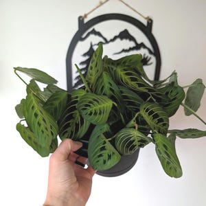 Maranta Plante de prière Lime Vert boutures non enracinées