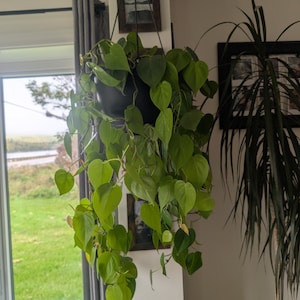 Philodendron Lemon Lime bouture fraîche plante d'intérieur facile d'entretien