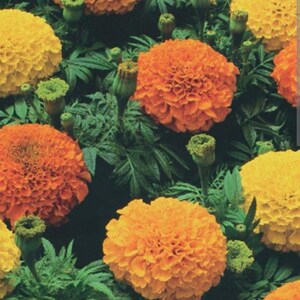 May include: A close-up of a group of orange and yellow marigold flowers in bloom. The flowers are arranged in a cluster, with their petals overlapping and creating a vibrant display of colour.
