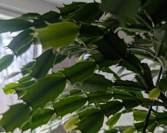 Cactus de Pâques boutures fraîches plante d'intérieur