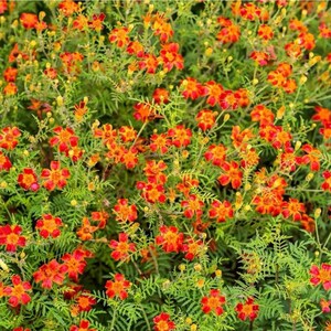 May include: A close-up view of a patch of orange and yellow marigolds in full bloom. The flowers are clustered together in a dense patch, creating a vibrant display of colour.