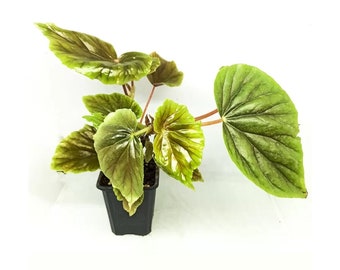 RARE*Fresh Cutting Plante Bégonia Begonia thurstonii /Bouture non enraciné