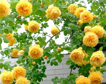 AUSgold Golden Yellow Climbing Rose 黄金庆典 | Fragrant Repeat-Blooming English Rose | 1-Gallon Own Root Live Plant