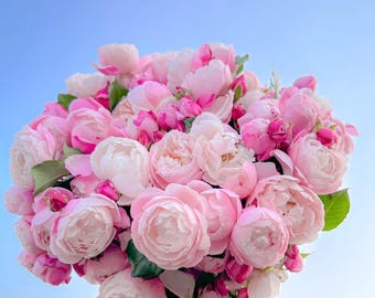 PREORDER – FALL SHIPPING | Plume 羽毛 Soft Pink Japanese Florist Shrub Rose | Fragrant Repeat Blooming | 1 Gallon Own-Root Live Plant