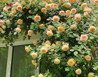 Puede incluir: Una exuberante exhibición de rosas trepadoras con numerosas flores de color melocotón y follaje verde. Las rosas caen en cascada sobre una ventana con marco blanco y una pared de ladrillo de color claro, creando un vibrante arreglo floral.