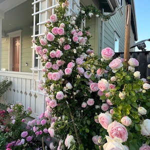 May include: A climbing rose bush with numerous dense, multi-petaled light pink and white flowers blooming on a white wooden trellis. The plant features deep green foliage and stems, with many buds in various stages of opening across the structure.