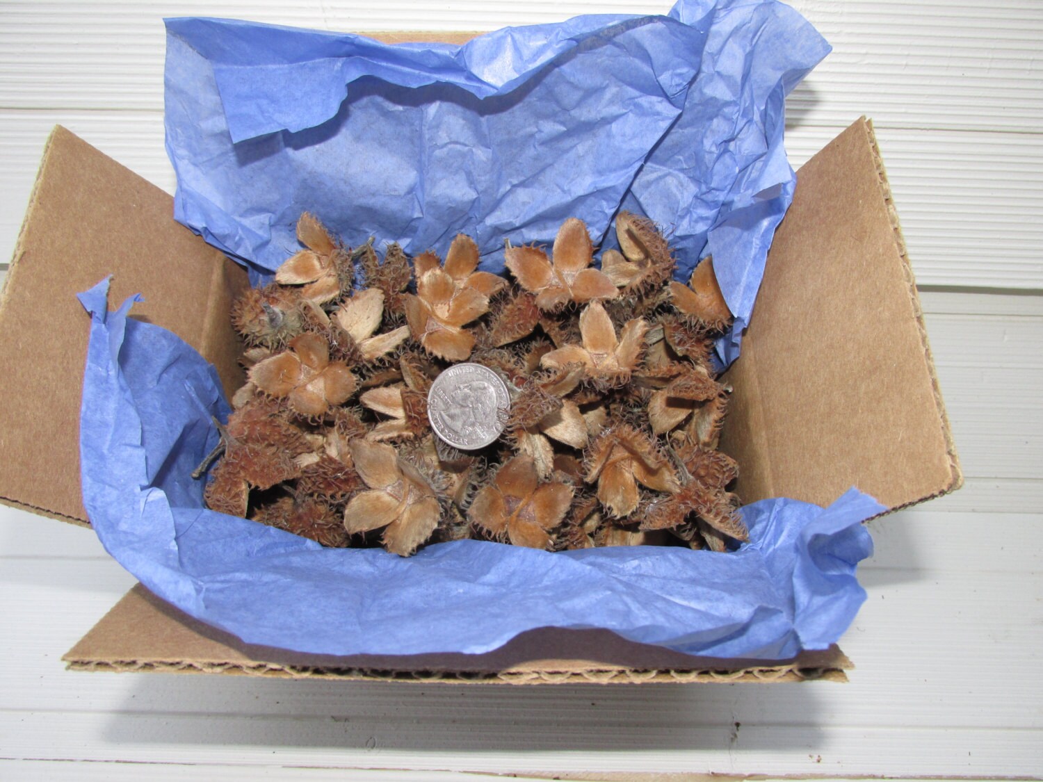 Beechnut Pods, 100+, Nut Shell, Bowl Filler, Potpourri, Seed Pod ...