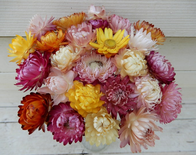 Dried Strawflowers 25 With Long Wired Stems for Bouquets, Floral Supply