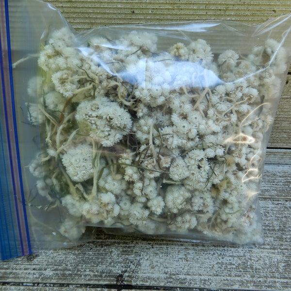 Dried White Pearly Everlasting Mini Straw Flowers, 1 Qt. Bag of Pieces Perfect for Crafts, Flower Crowns and Flower Girls, Wedding Toss etc.