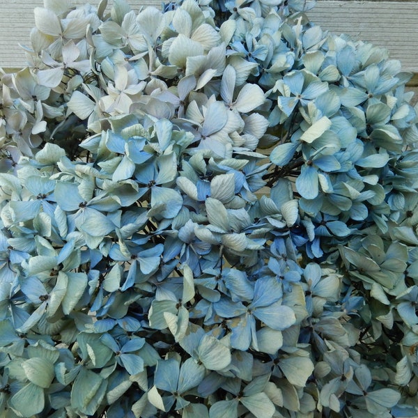 Dried Hydrangea Flowers 8 Long Stems Light Blue, Green + Cream Wedding, Natural Bouquet, Cottage Craft, Home Decor, Floral Farmhouse