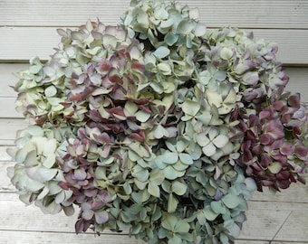 Flores de hortensia secas, 10 tallos, azul claro, verde y crema con tonos morados oscuros. Ideales para bodas, ramos, arreglos florales naturales y decoración shabby chic DIY.