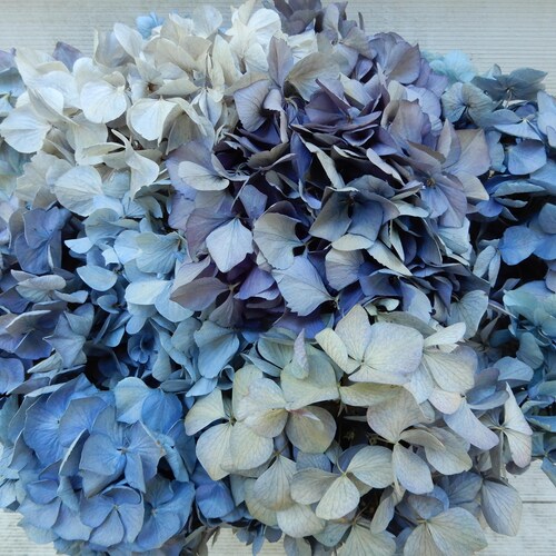 Dried Hydrangea Bouquet: Antique Blue, Lavender, Cream,  12 Stems - Rustic Farmhouse Decor