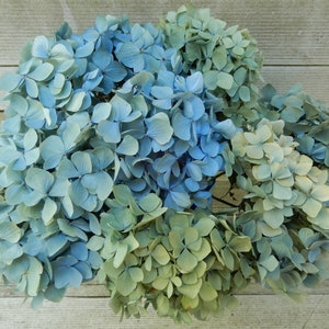 Dried Hydrangea Flowers 8 Stems  Light Blue, Green + Cream,  Wedding, Natural Bouquet, Cottage Craft, Decor, Rustic, Floral Farmhouse