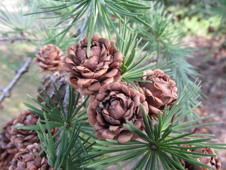 Larch Cones 100 Natural 'cedar Rose' Tiny 'pine Etsy