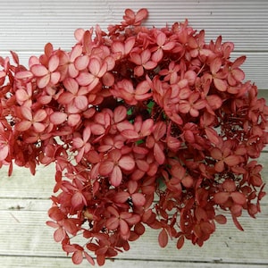 Preserved Hydrangea Flowers, Raspberry Red / Pink, 15 Small Stems, Pee Gee, Home Decor, Crafts, Wedding Bouquet, Cottage, Farmhouse Floral